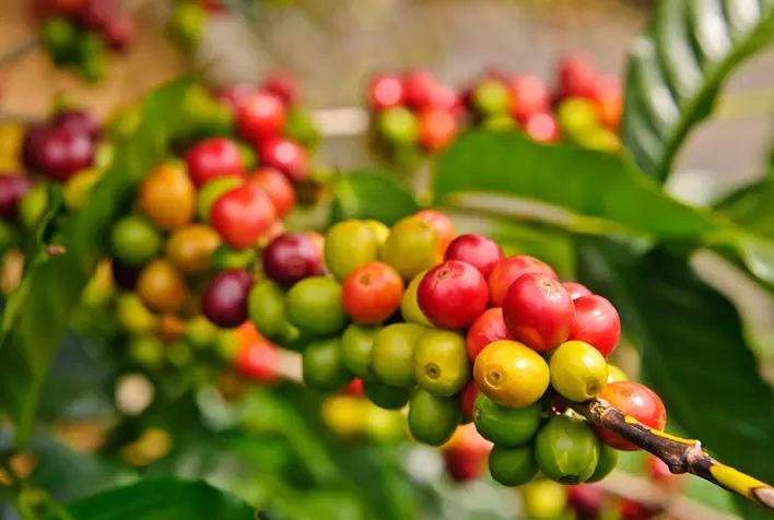 Manejo e tecnologia maximizam a alta produtividade de café na safra 2022