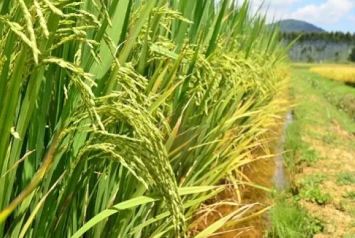 Fortes chuvas prejudicam safras na Índia antes da colheita, com risco de preços mais altos