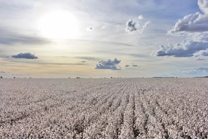 Safra de algodão em Mato Grosso aumenta 22,4%