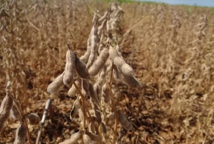 USDA reduz estimativa de produção e rendimento da soja nos EUA