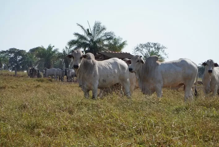Grãos forrageiros: as primeiras previsões da FAO para 2023