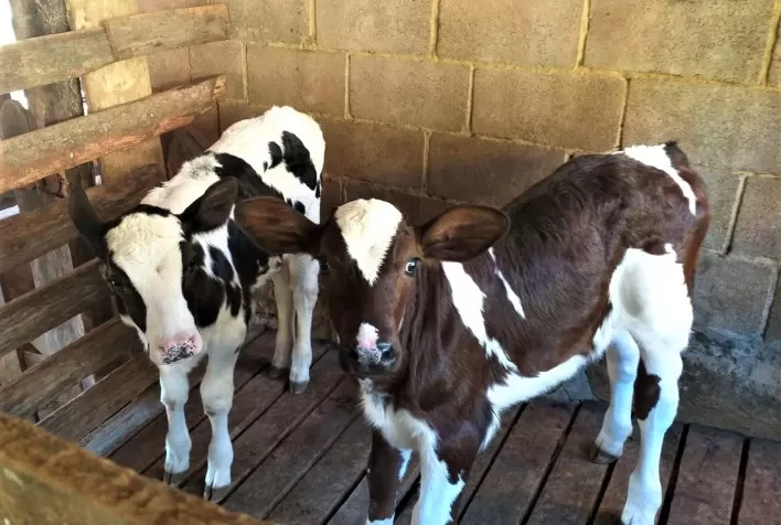 Pequenos pecuaristas do Sul de Minas investem na fertilização in vitro para melhoria do rebanho