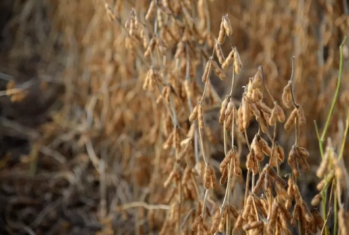 Clima e manejo para a safra de soja 2022/23 é pauta de evento promovido pela Fazenda BASF