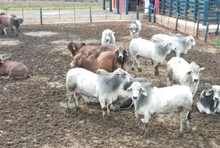Centro Tecnológico da Bela Vista realiza avaliação da raça Brahman