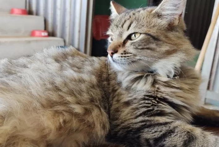 Saúde animal: saiba como prevenir as 6 doenças mais comuns em gatos