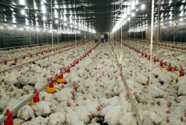Reutilizar cama de frango pode reduzir incidência de Salmonella resistente a antibióticos