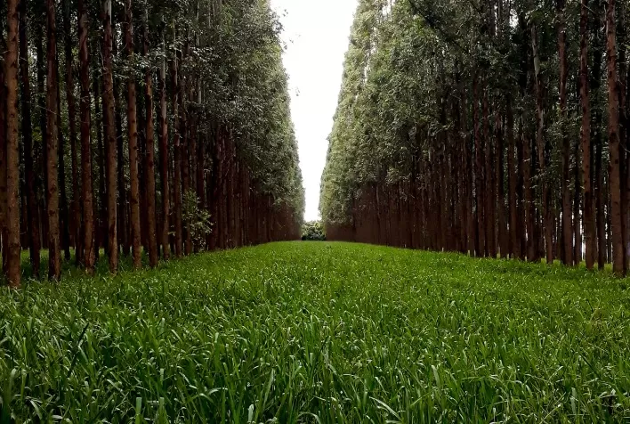 Intensificação sustentável da agricultura e pecuária gera oportunidade aos produtores