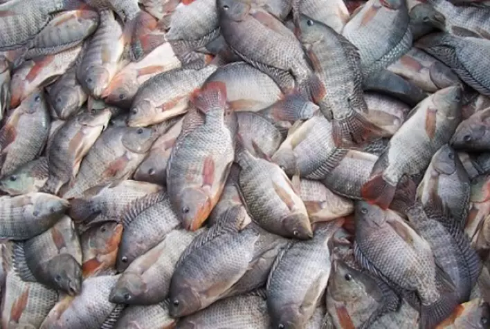 Mapa vai realizar Fórum de Internacionalização do Pescado Brasileiro