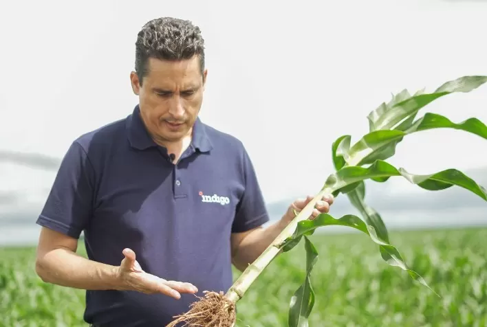 Startup Indigo produz microrganismo que auxilia nas lavouras de milho e soja