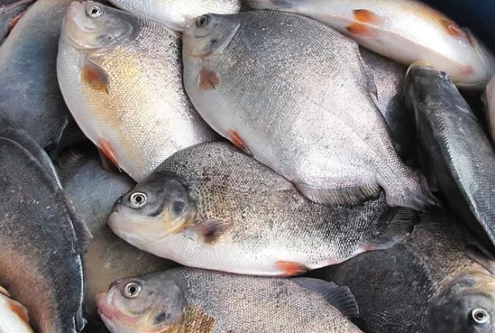 ProChile participa do Seafood Show Latin America 2022 com lideranças da cadeia produtiva de pescado