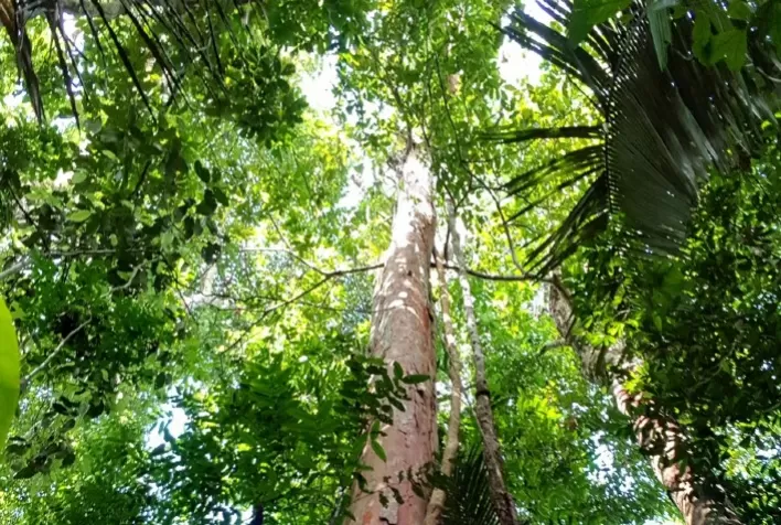 CERC e Sintropica anunciam primeiro registro de CPR Verde para restauração de floresta nativa no país