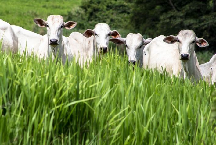 Brasil tem 18,94% do seu território de pastagens, para recuperá-las seria necessário, aproximadamente, R＄ 383,77 bi, revela Observatório de Bioeconomia da FGV