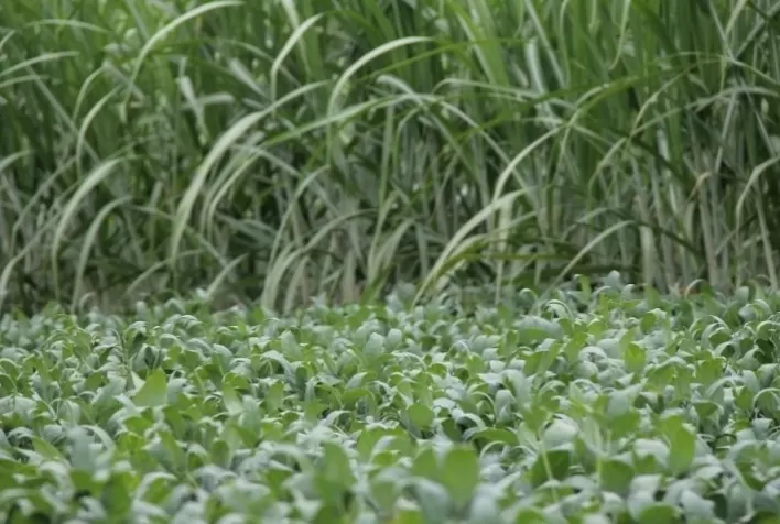 Rotação de cana-de-açúcar e soja impulsionam agro paulista