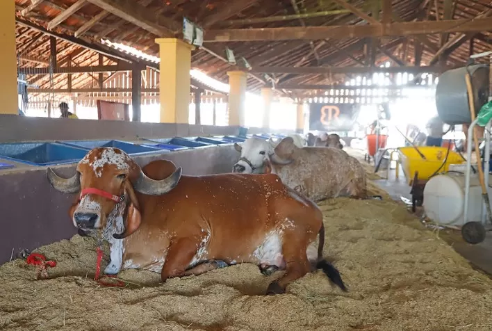 Torneio leiteiro da 59ª EXPO Rio Preto reúne 28 animais de criadores de São Paulo e Minas Gerais
