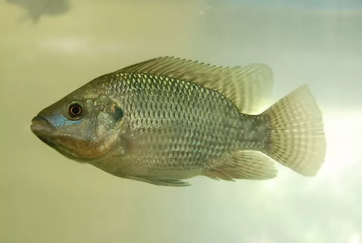 Método rápido e barato é eficiente para análise de bioacumulação de pesticidas em tilápia