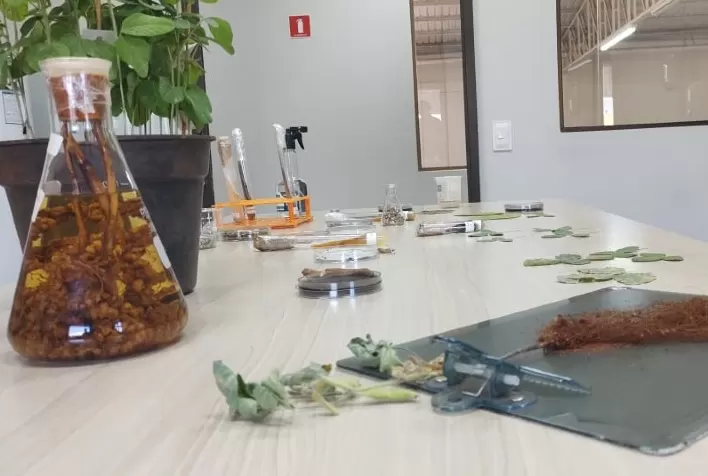 Tecnologia beneficia processos de hibridação de plantas em melhoramento genético 