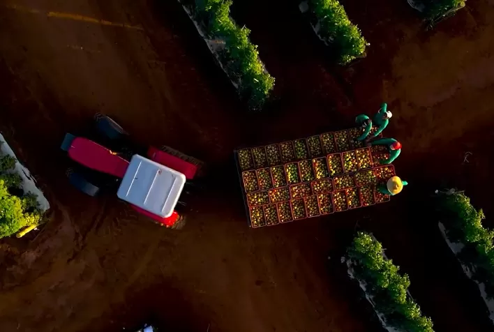 Tecnologias impulsionam produção nacional do tomate
