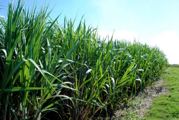 Combinação de bioinsumos incrementa produtividade e garante rentabilidade do canavial