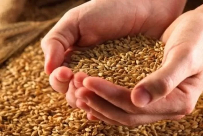 Índia tem estoques suficientes de grãos e poderá vender trigo no mercado