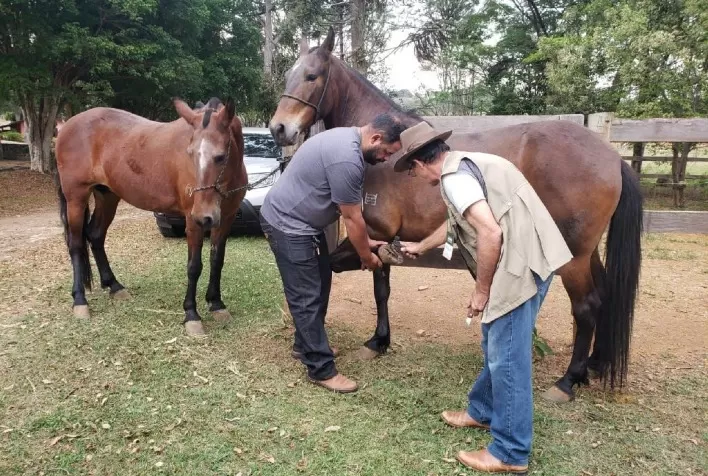 Criação de equinos é tema de cursos em Caxambu