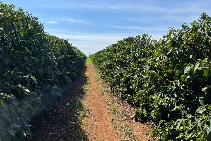 Manejo nutricional adequado é essencial para aumento da expectativa de colheita na produção cafeeira