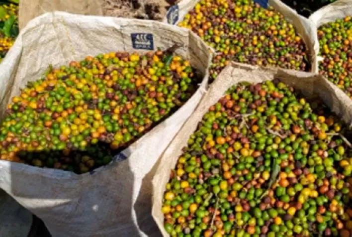 Produção de café no estado do Rio registra aumento de 127% no faturamento