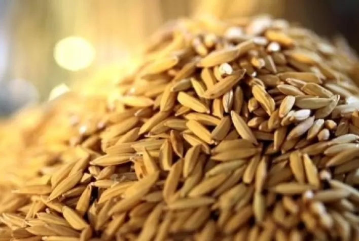 Arroz: Valor da casca segue firme no mercado sul-rio-grandense