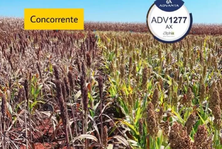 Híbridos tolerantes ao pulgão ajudam a reduzir o prejuízo que pode devastar as plantações de sorgo