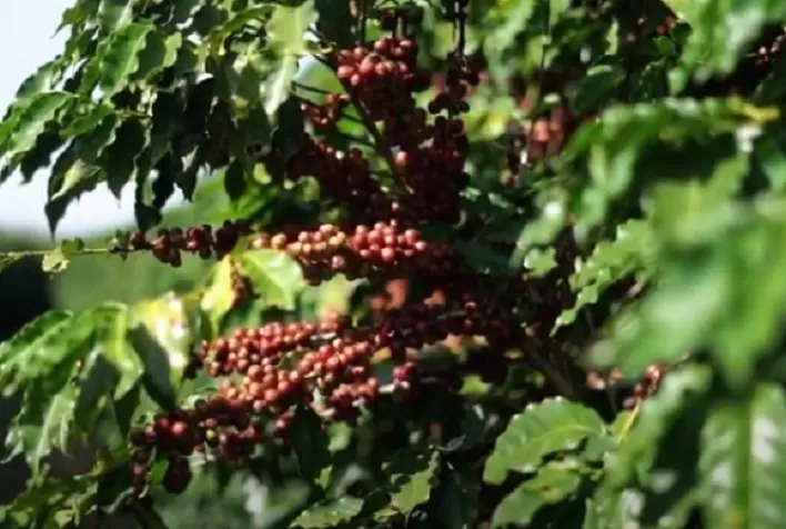Produtor adota biotecnologia em 100% de sua fazenda e eleva qualidade dos grãos de café