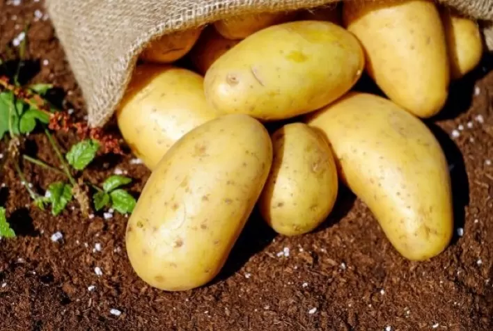 Custo de produção da batata à indústria de pré-frita (palito)
