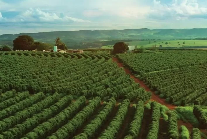 Congresso Brasileiro de Pesquisas Cafeeiras trata de inovação e novas tecnologias em fomento à produção