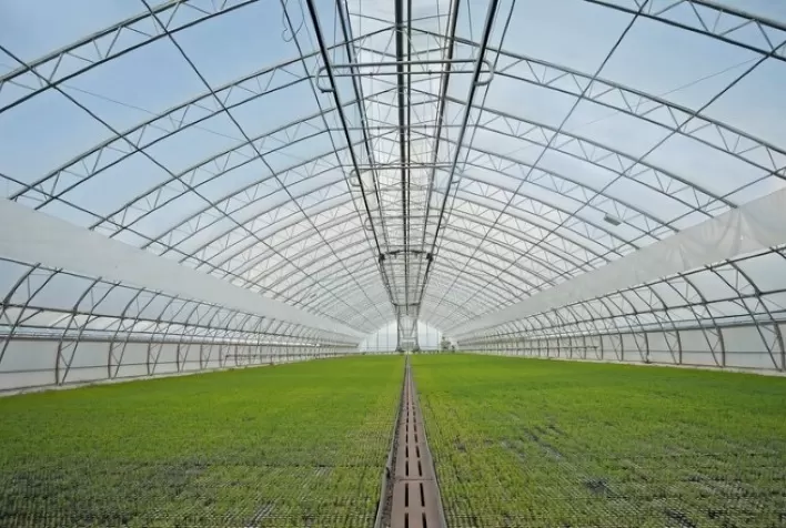 Confira os cuidados essenciais ao implementar uma estufa agrícola