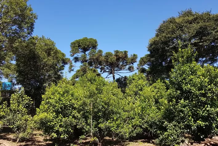 Bioinseticida auxilia no controle biológico de uma das principais pragas de erva-mate