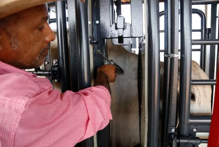 Manejo individual de vacinação é chave para sucesso da segunda etapa de imunização contra febre aftosa