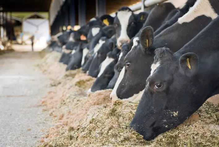 Phibro leva soluções nutricionais ao Curso Novos Enfoques na Produção e Reprodução de Bovinos