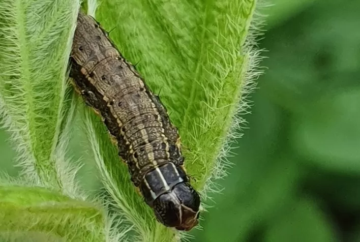 Bioinseticidas aumentam controle de Spodoptera