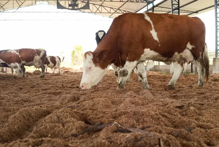 Cresce interesse por reprodutores Simental com aptidão leiteira