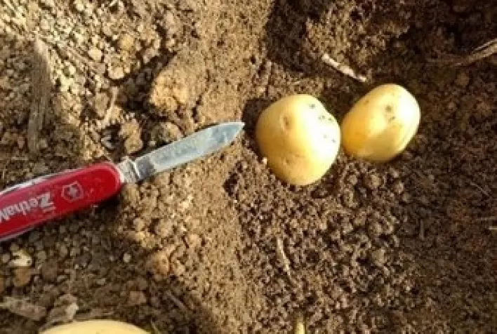 Centopeia pode ser a causa da queda de rentabilidade nas lavouras de soja