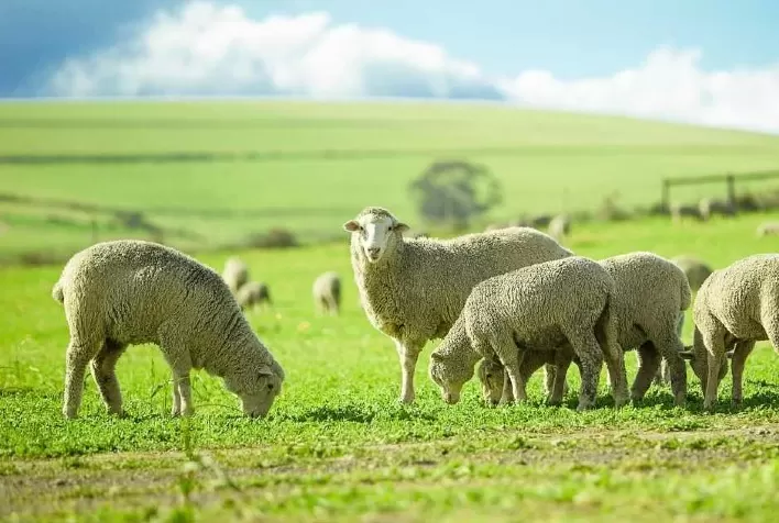 Minerva Foods expande presença no mercado australiano de ovinos