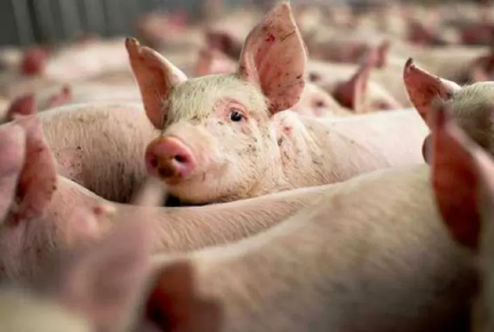 Carne suína no varejo paulistano não registrou aumento em setembro