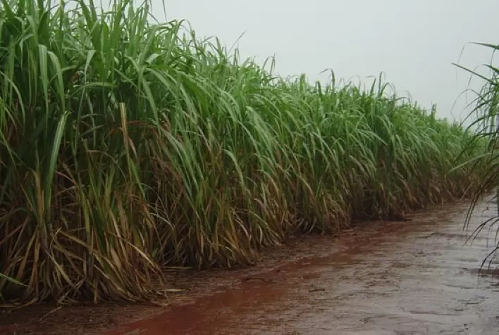 Chuvas atrasam conclusão do processamento de cana