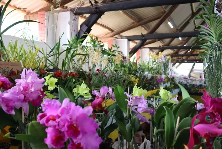 Reaquecimento do mercado de flores anima produtores
