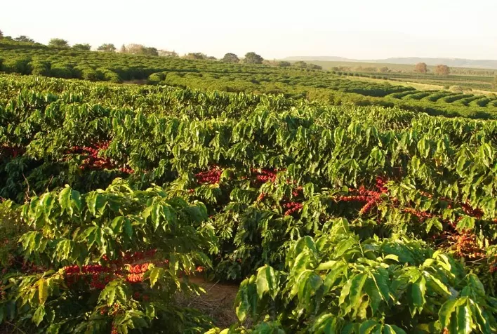 Ferramenta biotecnológica agiliza lançamento de novas cultivares de café