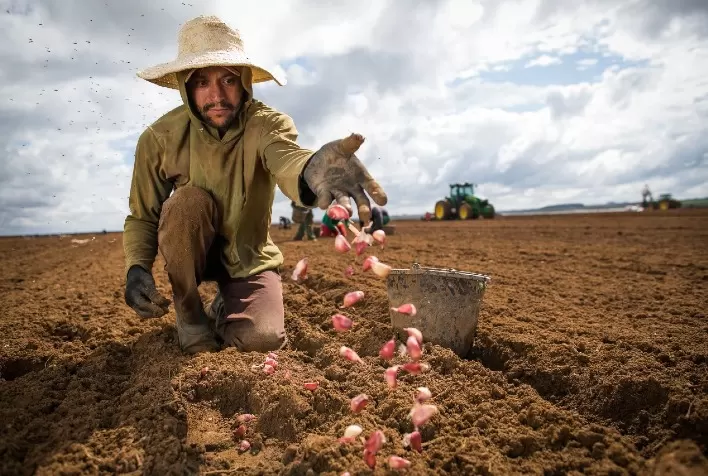 Lavouras temporárias criaram mais de 8 mil postos de trabalho, de janeiro a setembro deste ano, em Goiás