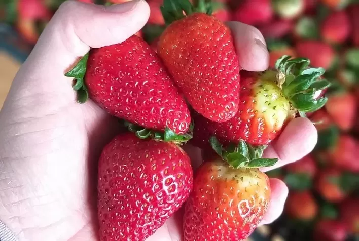 Bioinsumo natural auxilia produtores de morango a produzir mais sem impactos negativos ao ambiente e consumidores