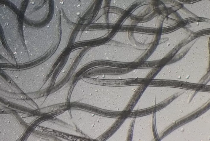 Koppert lança comercialmente primeiro nematoide para controle biológico do mercado brasileiro
