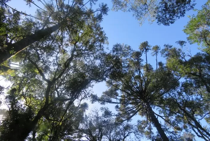 Santa Catarina vai receber o plantio de 30 mil novas mudas de espécies nativas da Mata Atlântica