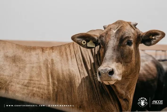 Confina Brasil visita a maior fazenda do país e relata produção de carne premium na primeira semana de visitas da quinta rota