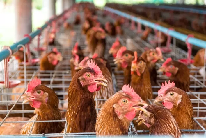 Associação Latinoamericana de Avicultura (ALA) e IICA lançam guia para promover o comércio de empresas avícolas da região