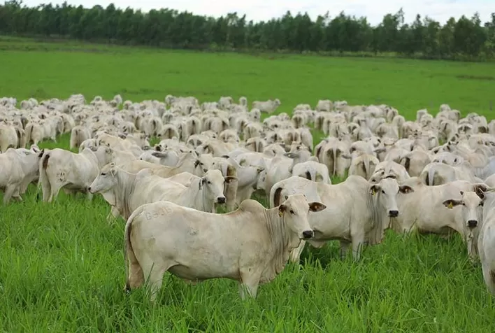 Estação de monta exige cuidados específicos com a parte nutricional do rebanho